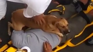 動画 犬だって一緒にストレッチが出来ます 飼い主の行動を真似ちゃう可愛いやつ ひよコスモ 動画 犬だって一緒にストレッチが出来ます 飼い主の行動を真似ちゃう可愛いやつ ひよコスモ