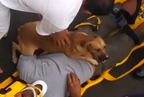 動画 飼い主の救急搬送 わんこの取った行動に感動 ひよコスモ