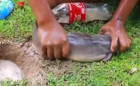 動画 メントスｘコーラｘ卵 魚が獲れる ｗｗｗｗ ひよコスモ