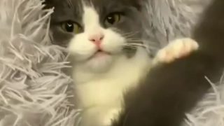 猫動画】ワニワニパニックもとい猫猫パニック？！植え込みから顔だけ 