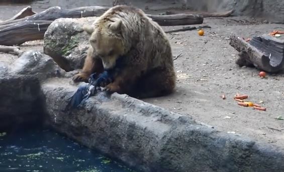 動物園で溺れたカラスを助けてあげる優しい熊さん