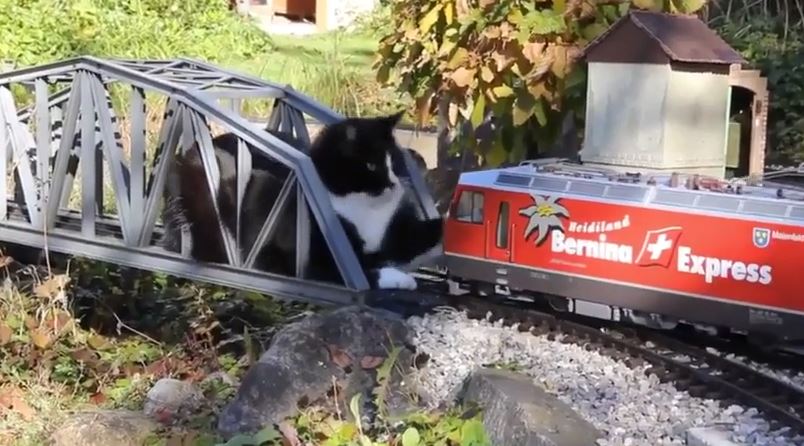 自宅の庭に自作した電動鉄道模型と高架上に居座る猫が対峙