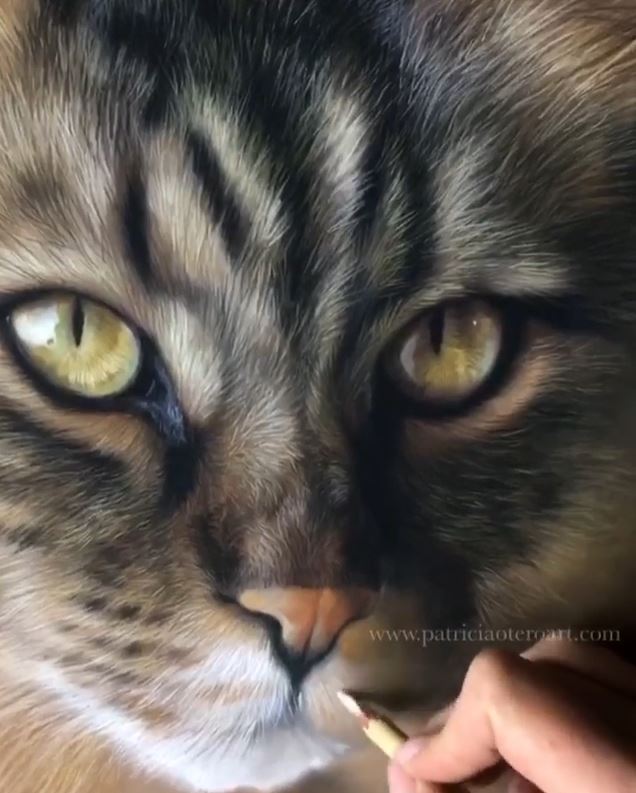 動画 え この猫って絵なの 超リアルな動物絵に目を入れ命を吹き込むアーティストの作業映像 ひよコスモ