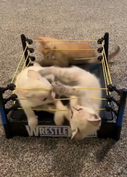 プロレスリングで戦う猫たちのキャットファイト