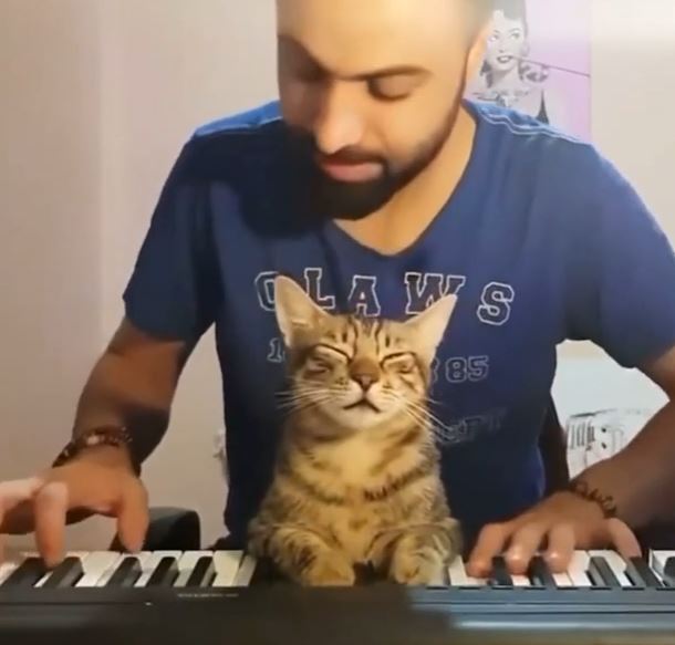 ピアノにうっとりする猫