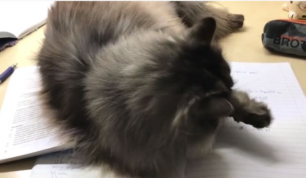 勉強の邪魔をしてくる猫