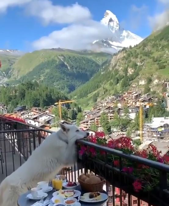 スイスの絶景にまったりする犬